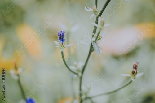blue little  flower © Kseniya Lokotko