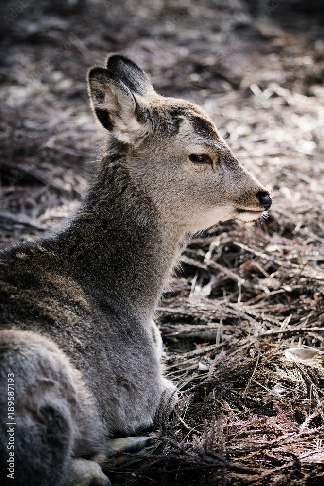Portrait of Deer in Nara Park, 奈良公園 , japan Portrait of Deer in Nara Park, 奈良公園 , japan