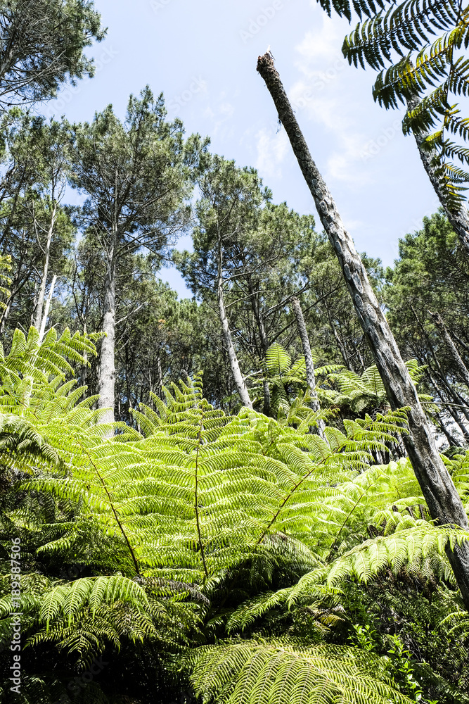 Fototapeta premium Fern in New Zealand