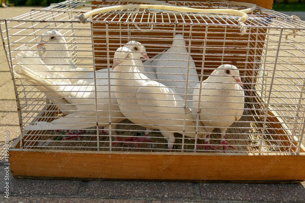 White Pigeon Cage Photos | Adobe Stock