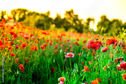 Macro shot of a red poppy blooms in a colorful, abstract and vibrant blossom field, a meadow full of blooming summer flowers, on romantic evening during sunset. Morning dew in grass. Magical moment.
