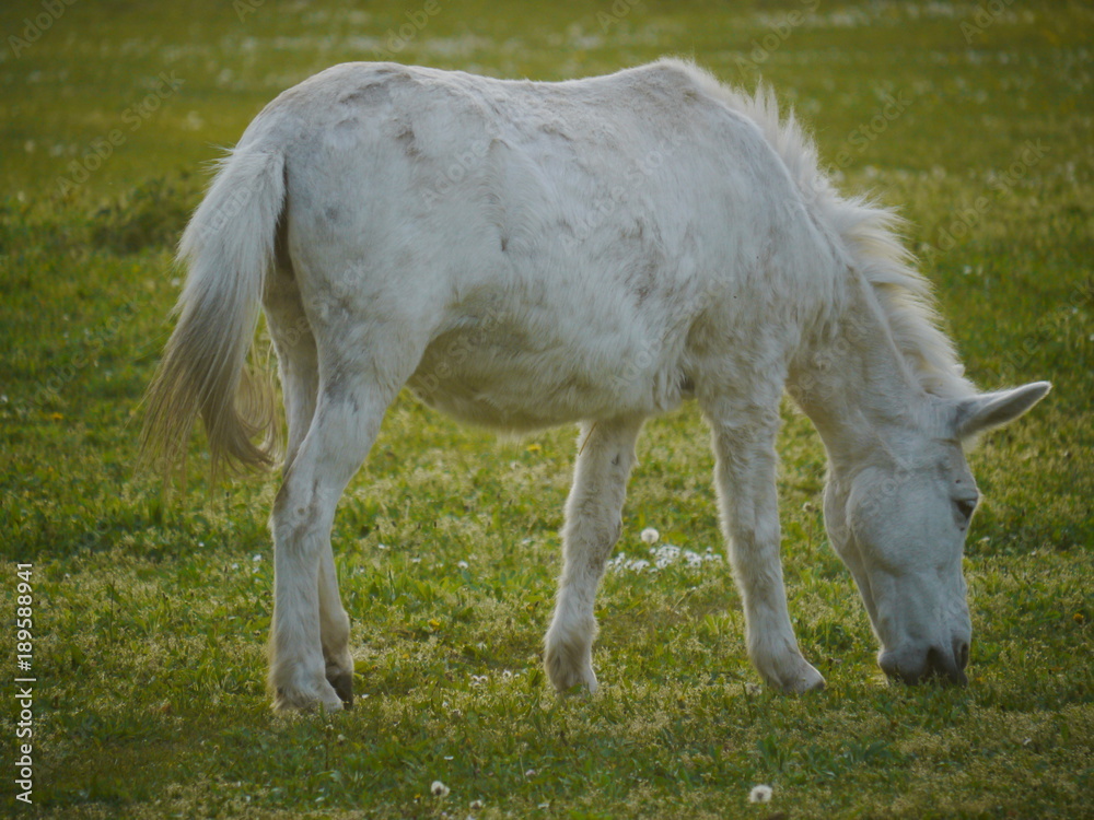 Fototapeta premium white horse grazing green meadow