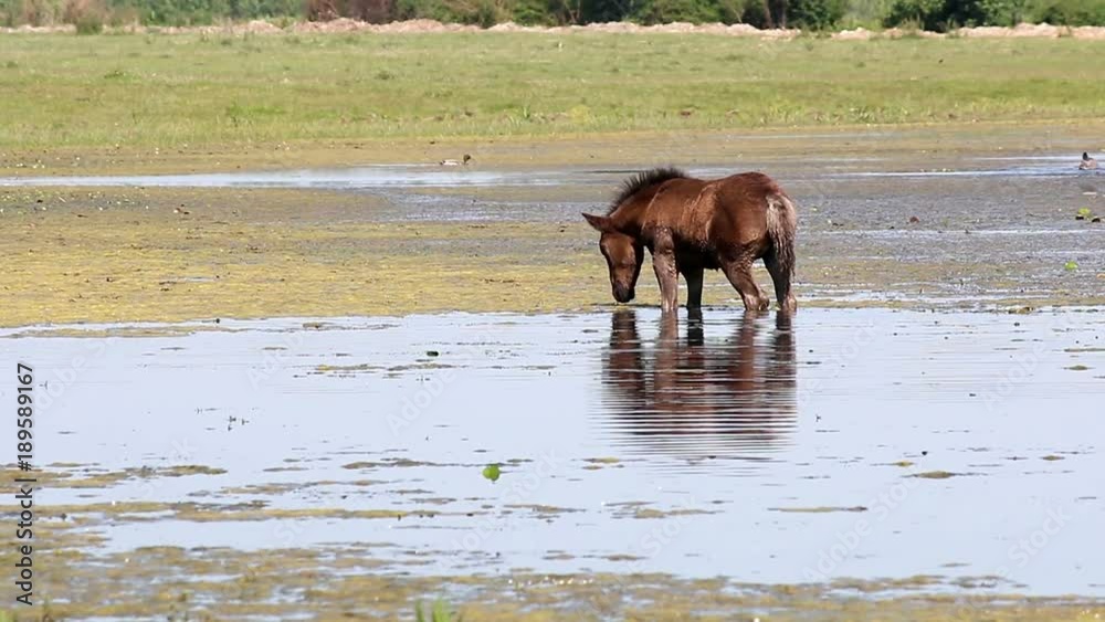 foal and horse
