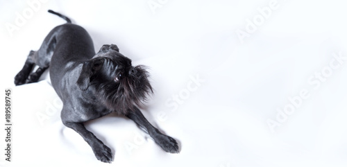Canvas Print Black Dog. The Belgian Griffon