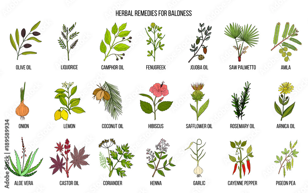 Best herbal remedies for baldness Stock Vector Adobe Stock