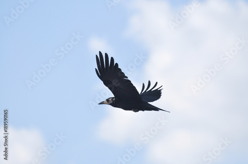 Rook (Corvus Frugilegus) flying over the city © Ivan