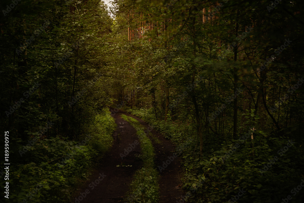 Obraz premium dunkler waldweg