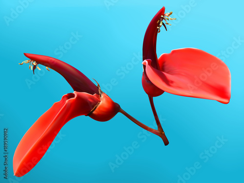 Cockspur coral tree flower