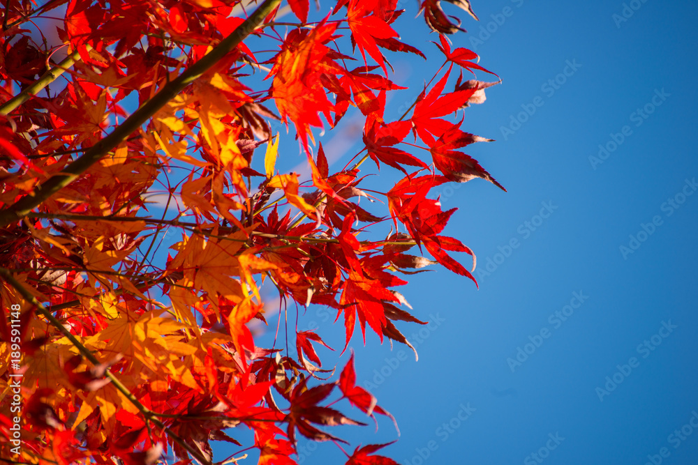 Maple leaves change color in autumn season Maple leaves change color in autumn season