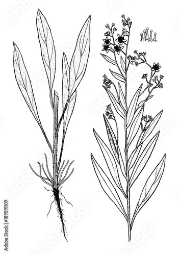 Cynoglossum creticum botanical illustration photo