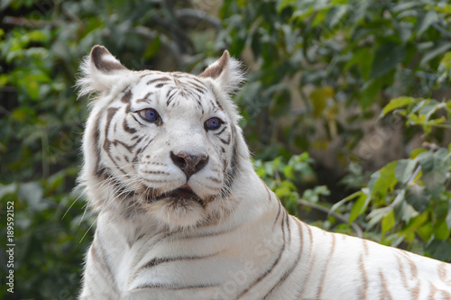 Fototapeta Naklejka Na Ścianę i Meble -  Bengal white tiger
