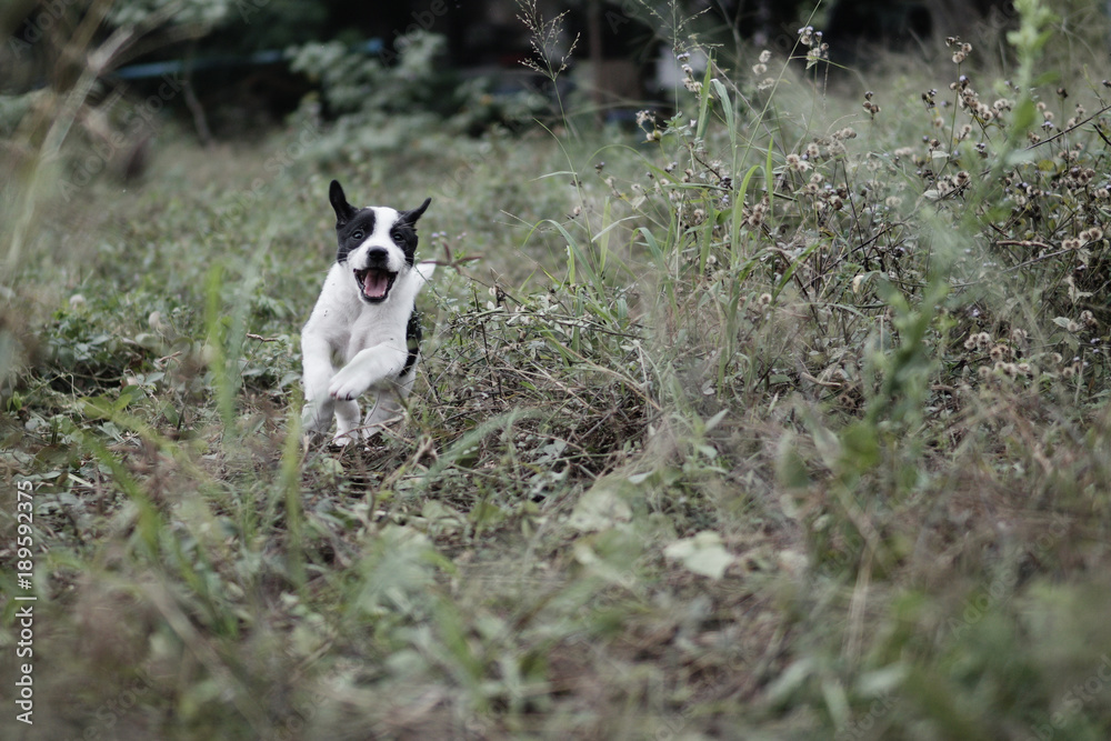 Black and White Puppy running.Little dog looking camera.Domestic dog.Puppy running Black and White Puppy running.Little dog looking camera.Domestic dog.Puppy running