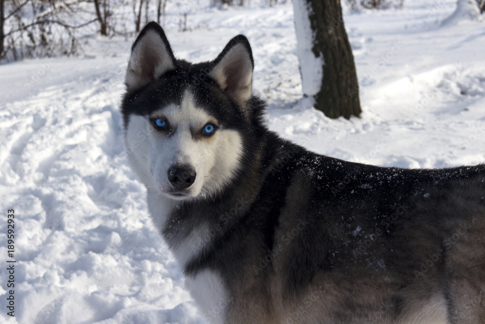 Malamute, muzzle close-ups in the snow Malamute, muzzle close-ups in the snow