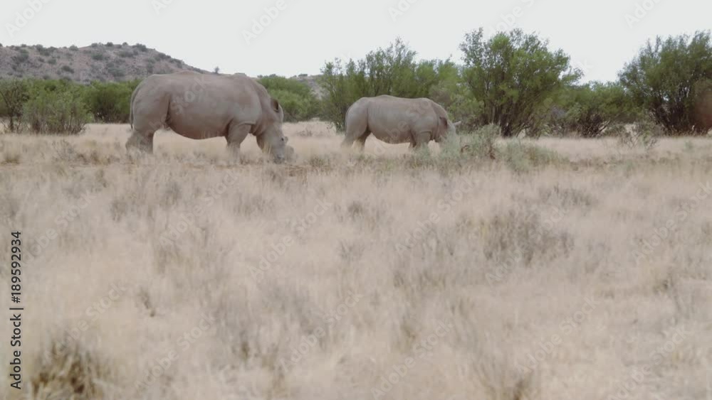 Mother and child rhino walk together grazing African grasses. Mother and child rhino walk together grazing African grasses.