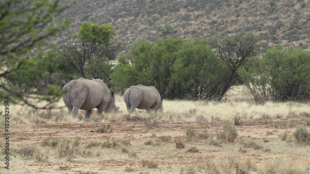 Wide shot of two rhinoceros in the African bush. Female and calf white wild rhino.