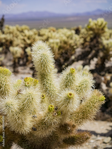 Landscape in Joshua Tree National Park