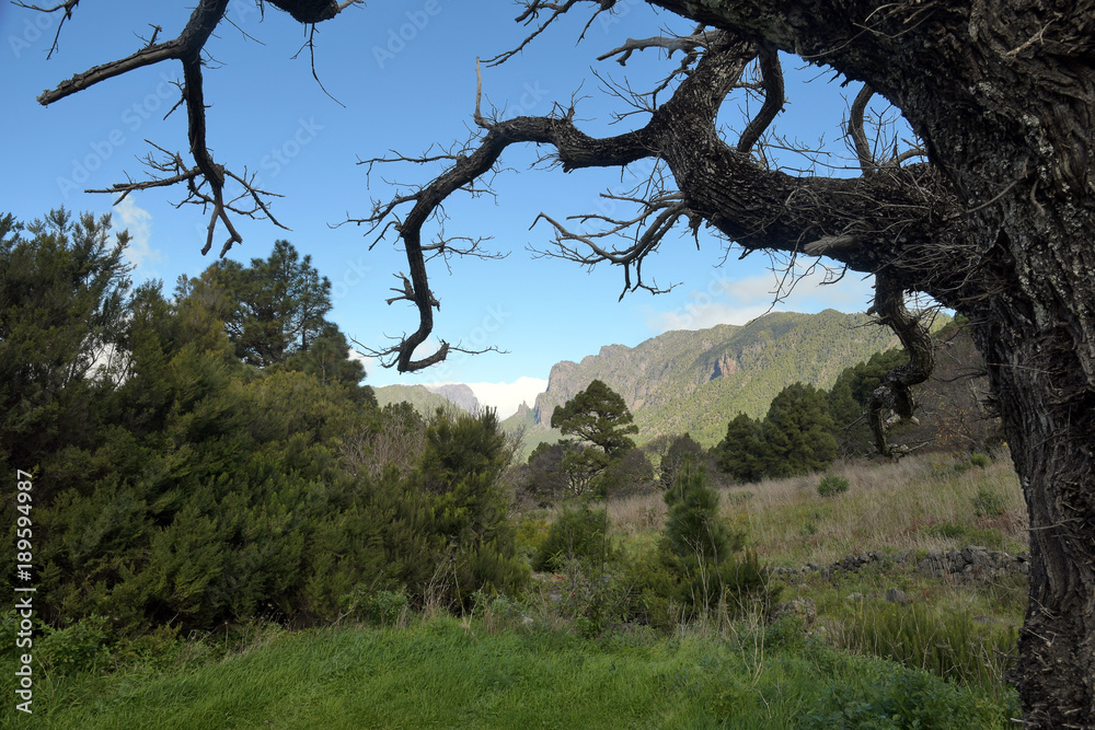 Fototapeta premium alter baum