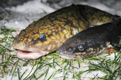 Quadro su tela Raw freshwater fish burbot closeup on snow