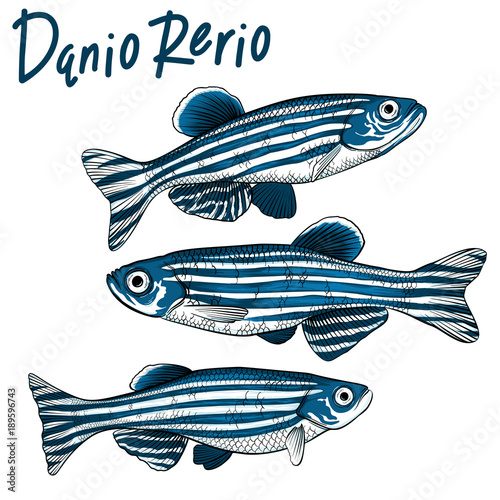 Hand drawn vector danio rerio fish isolated on white background photo