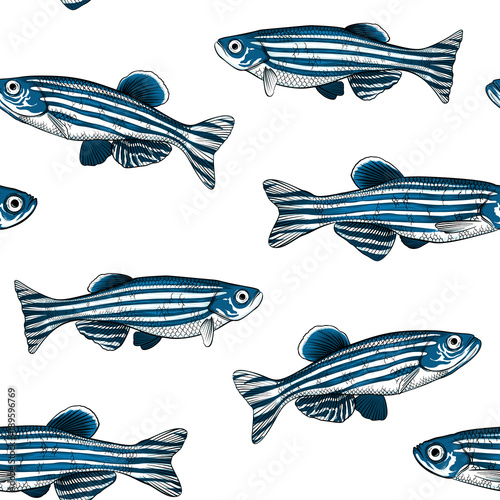 Hand drawn vector danio rerio fish seamless pattern