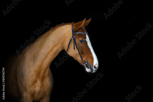 Obraz na płótnie Chestnut horse on a black w salonie