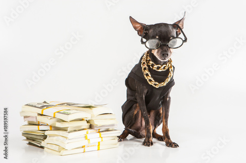 A dog in glasses on a white...