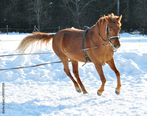 Brown horse in winter training photo