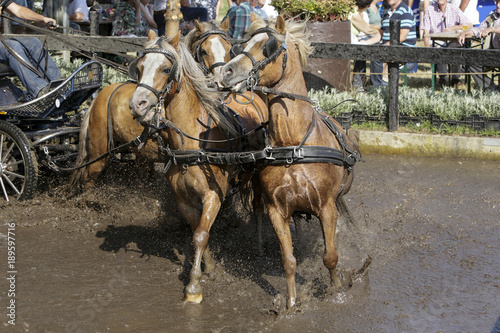 Door de waterbak galopperen met 4 span pony © renatepeppenster