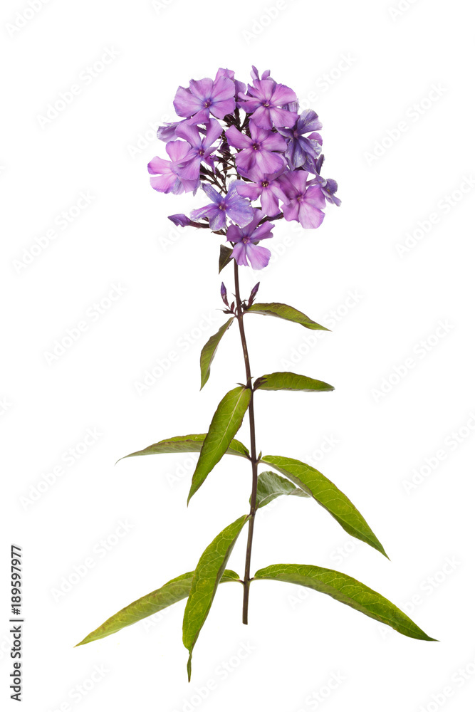 Lilac flox isolated on white background.