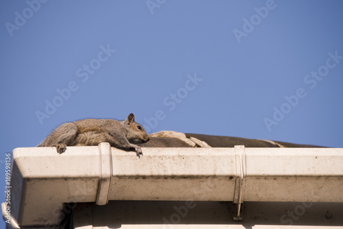 Squirrel on the rooftop