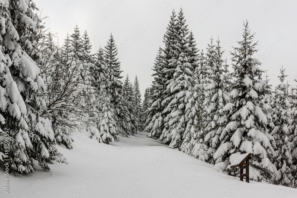 Obraz premium Trail through the winter forest in Karkonosze mountain, Sudety, Poland
