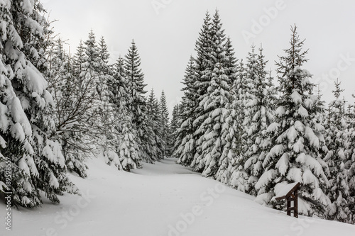 Trail through the winter forest in Karkonosze mountain  Sudety  Poland