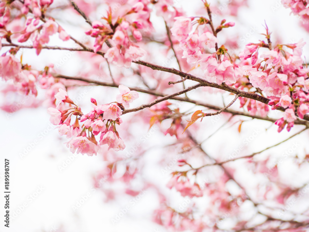 Pink Thai cherry blossom branch for background