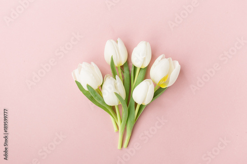 White tulips on pink background