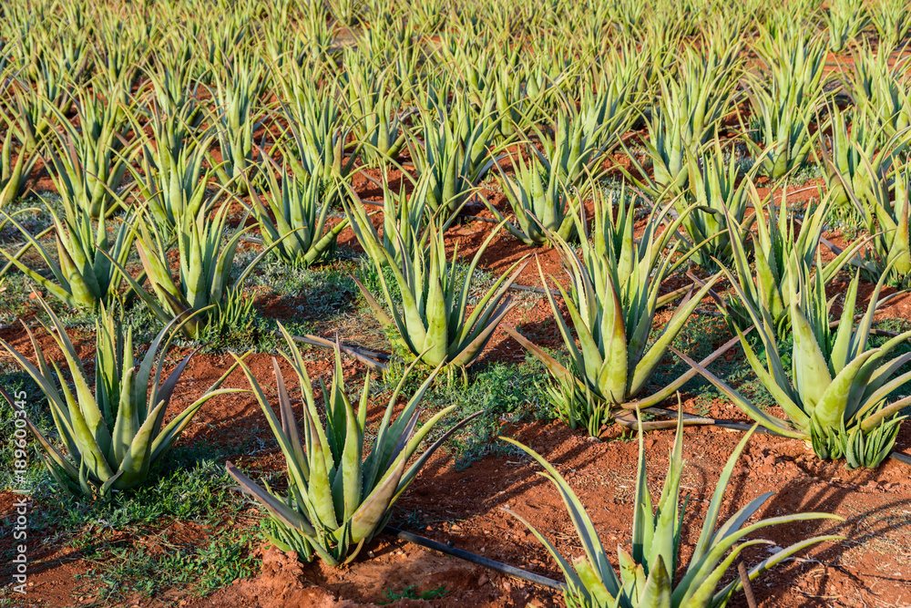 Plantation of aloe vera on the island of Crete, Greece. Plantation of aloe vera on the island of Crete, Greece.