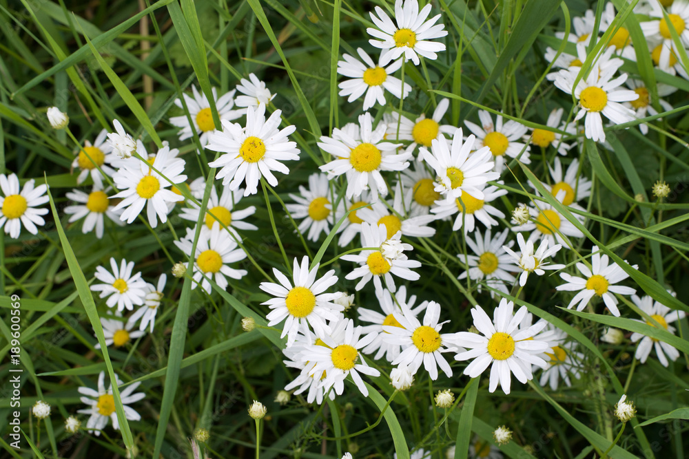 Fototapeta premium Daisies