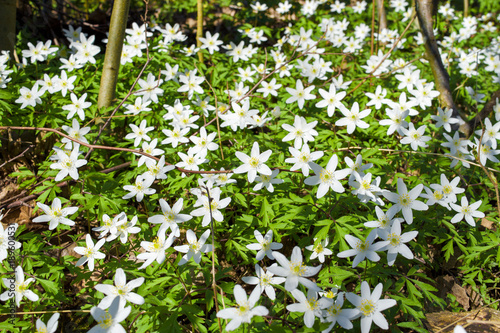 Fototapeta Naklejka Na Ścianę i Meble -  Wild flowers