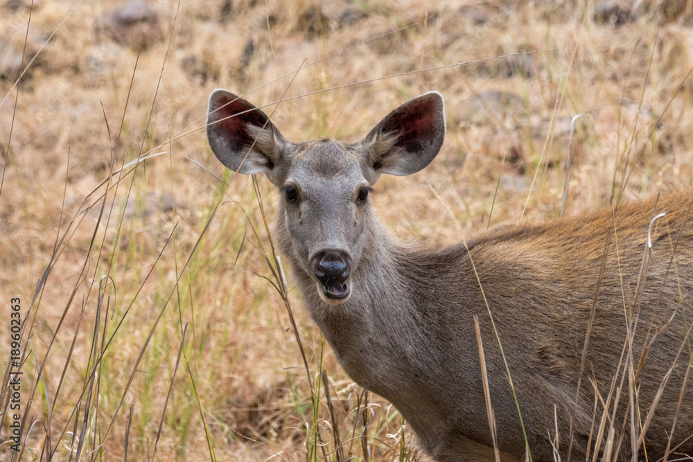 portrait of young sambar deer, Ranthambore National Park, Rajasthan
