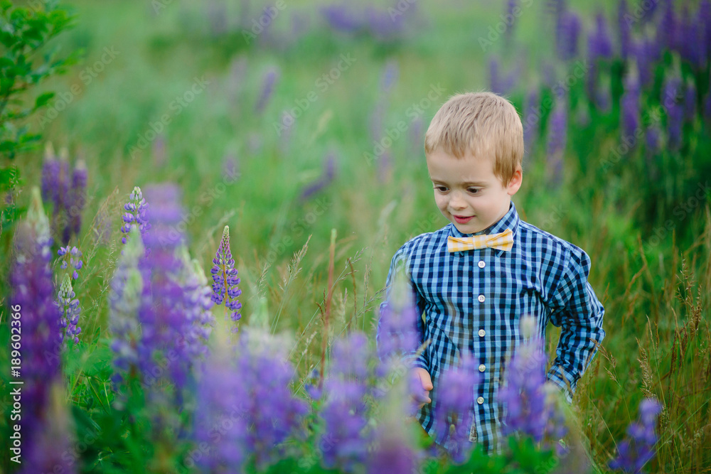 Photo of happiest blond boy in lupine field, hands up. Purple and rose flower, field, lupine, green forest in backgrounds. Photo of happiest blond boy in lupine field, hands up. Purple and rose flower, field, lupine, green forest in backgrounds.