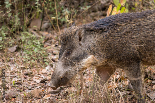 wild boar walking in Ranthambore National Park, Rajasthan