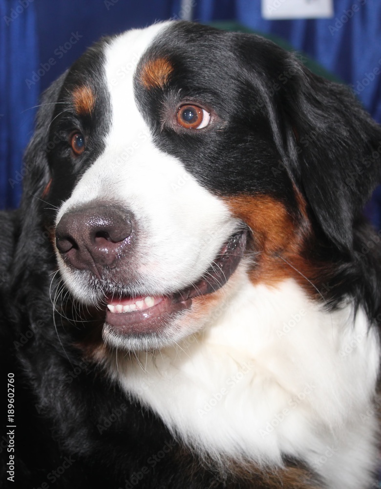 BEAUTIFUL BERNESE MOUNTAIN DOG