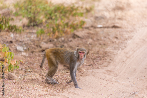 male rhesus macaque crossing the road in Ranthambore National Park, Rajasthan