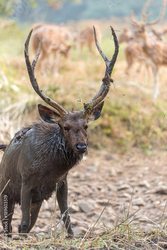 Male Sambar deer after a mud bath in Ranthambore National Park  Rajasthan