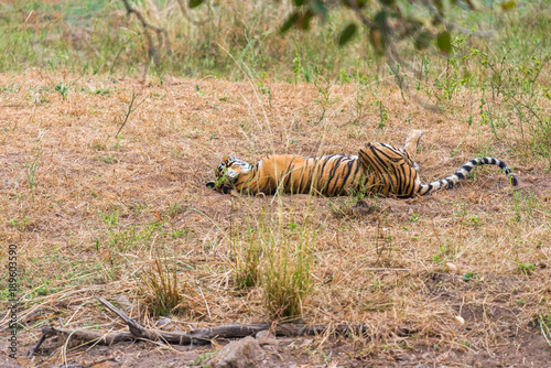 Bengaltiger mother lying on the back in Ranthambore National Park, Rajasthan