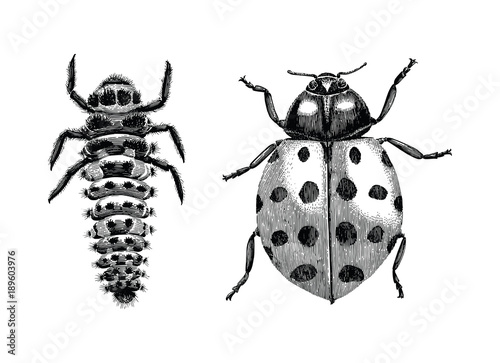 Multicolored Asian Lady Beetle,Larva and Adult lady beetle hand drawing vintage engraving illustration on white background