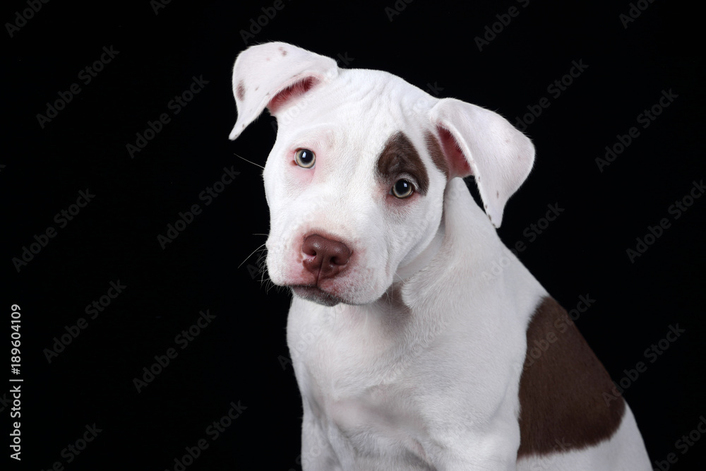 Cute American Pit Bull Terrier puppy on a black background