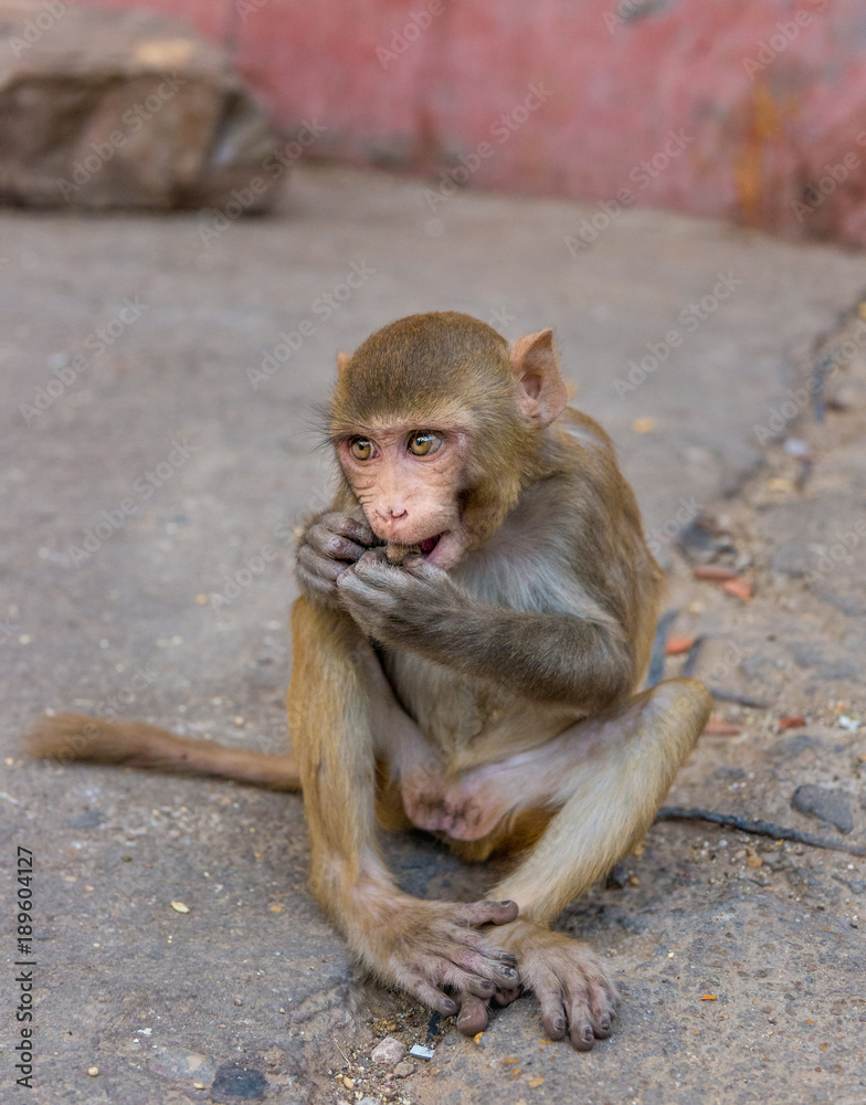Rhesus macaque at Galta Ji Hanuman Temple in Jaipur, Rajasthan Rhesus macaque at Galta Ji Hanuman Temple in Jaipur, Rajasthan