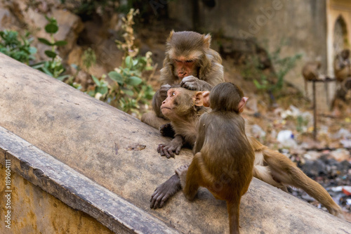 Group of Rhesus macaques at Galta Ji Hanuman Temple in Jaipur, Rajasthan