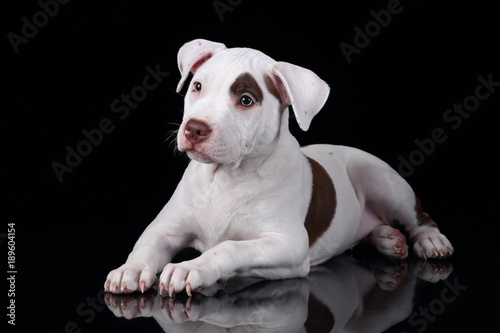 Cute American Pit Bull Terrier puppy on a black background