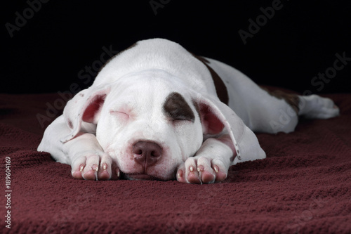 Foto Cute sleeping puppy American Pit Bull Terrier